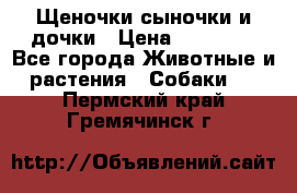 Щеночки-сыночки и дочки › Цена ­ 30 000 - Все города Животные и растения » Собаки   . Пермский край,Гремячинск г.